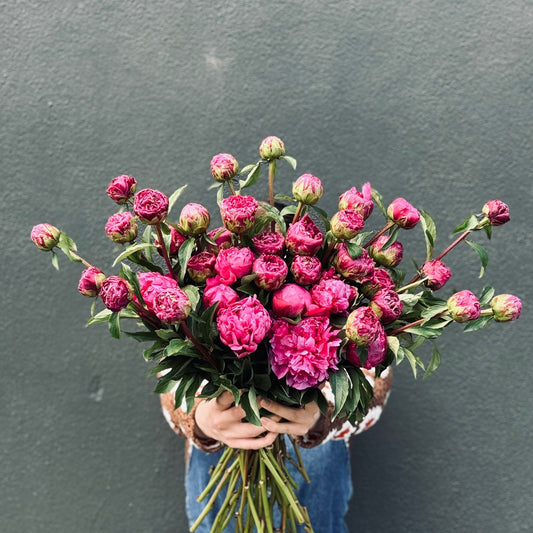 HOT PINK COLOURS PEONY /IN-3-DAYS+/